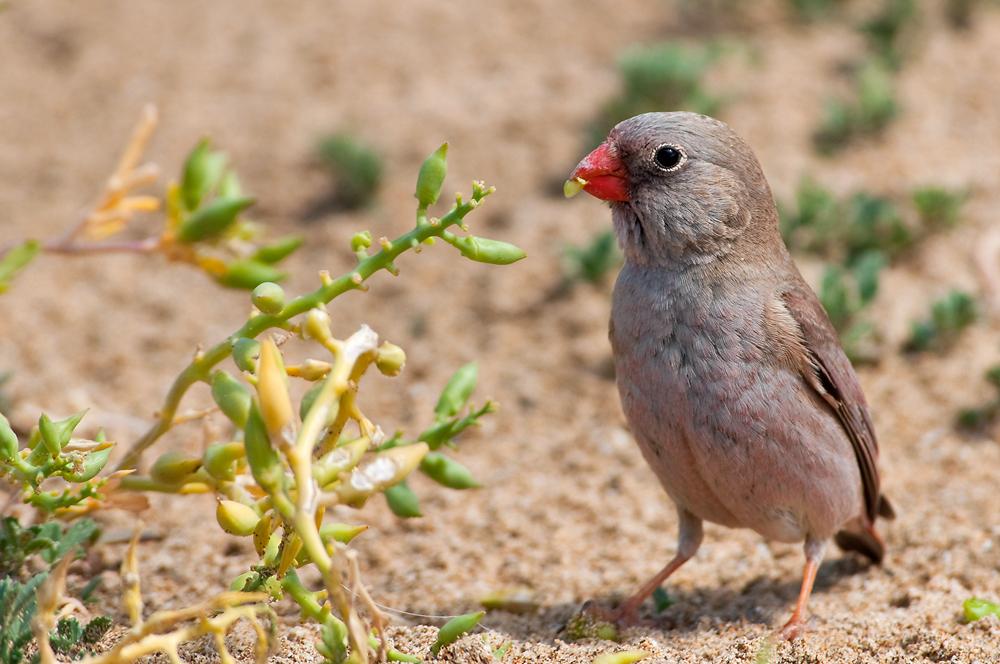 Gebel Elba National Park special tour from Marsa alam