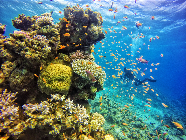 Snorkeling Trip to Ras Mohamed from Dahab