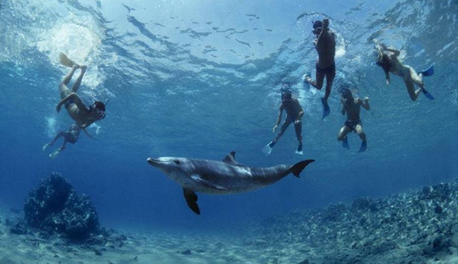 Dolphin House Snorkeling at Marsa Alam
