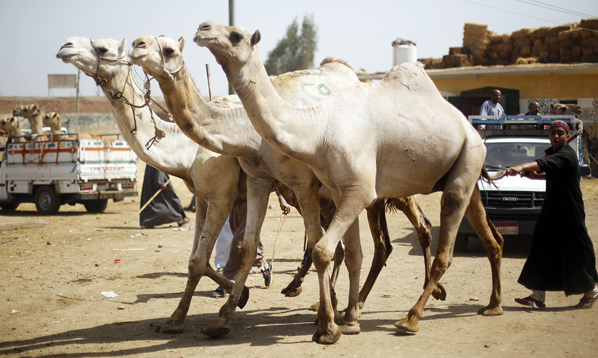 Tour to Camel Market of Birqash