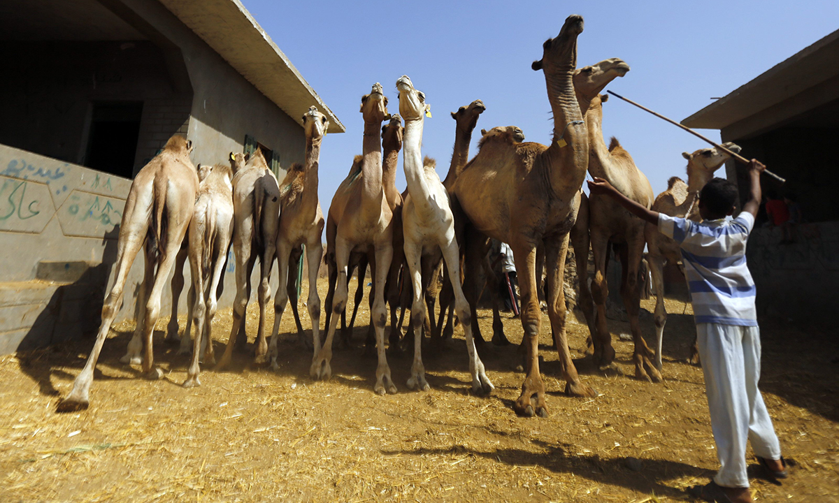 Tour to Camel Market of Birqash