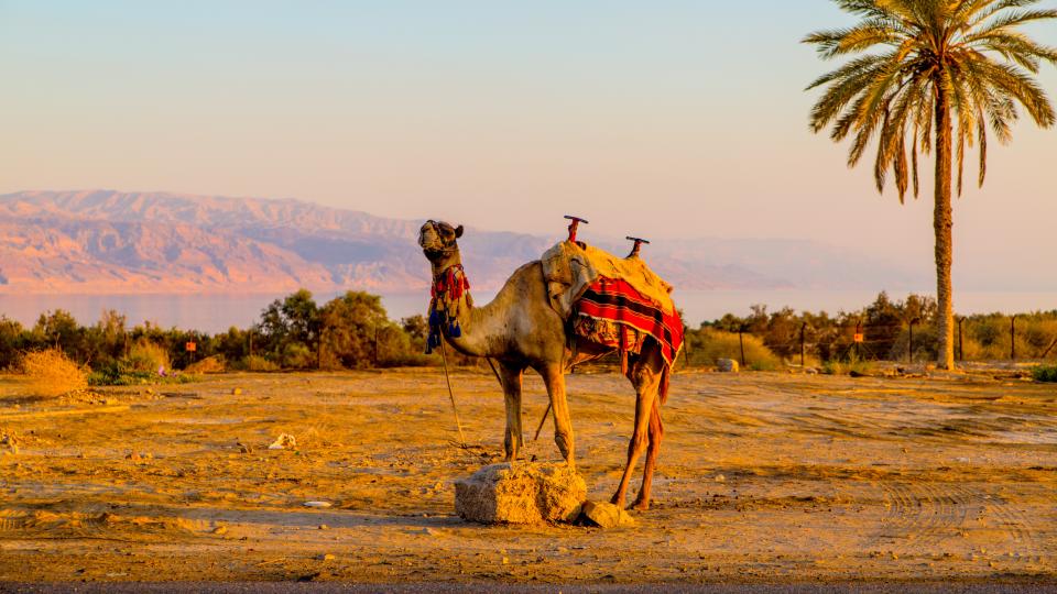 Camel Safari in daylight from Sharm El Sheikh Port