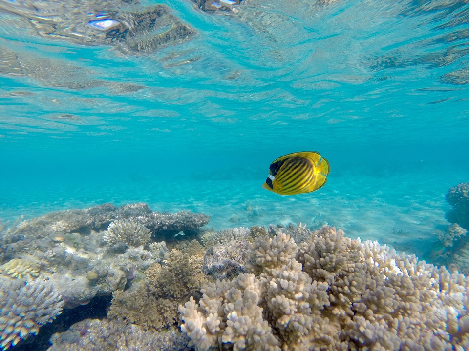 Day diving from El Gouna by boat