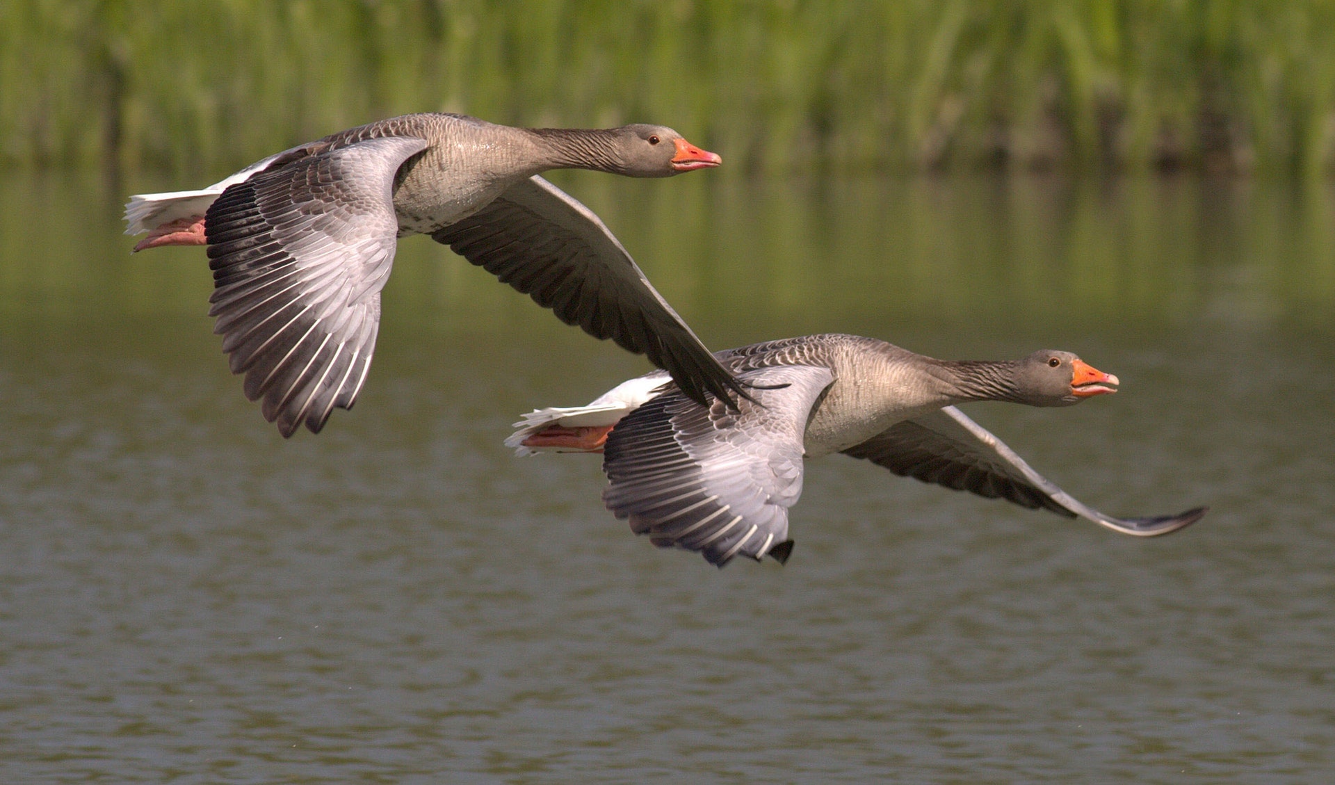 Fayoum bird watching day trip