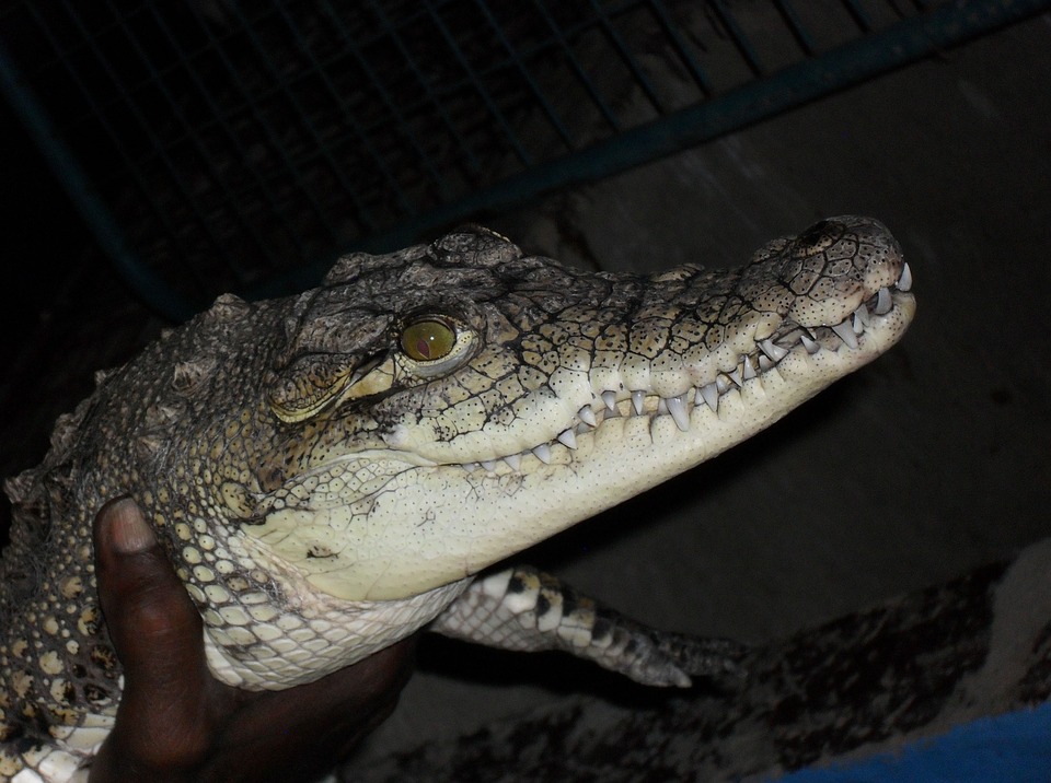 Meet Nile Crocodiles special tour