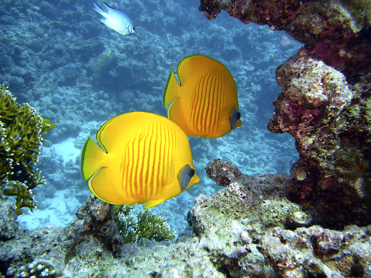 Snorkeling Trip to Giftun island from Hurghada