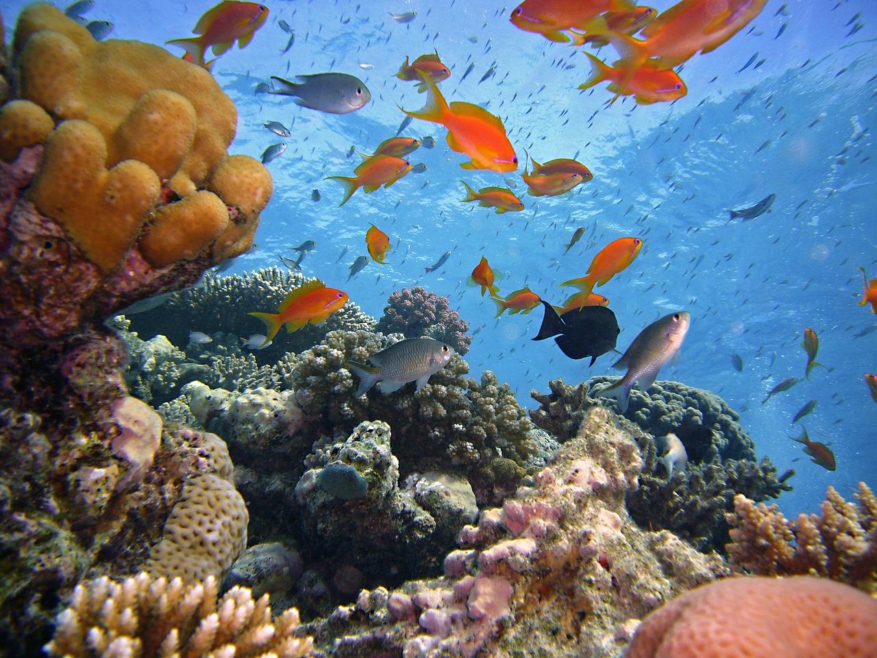 Day diving by boat