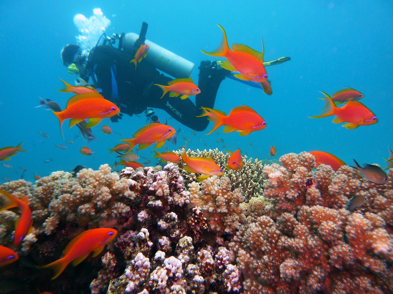 Day diving by boat