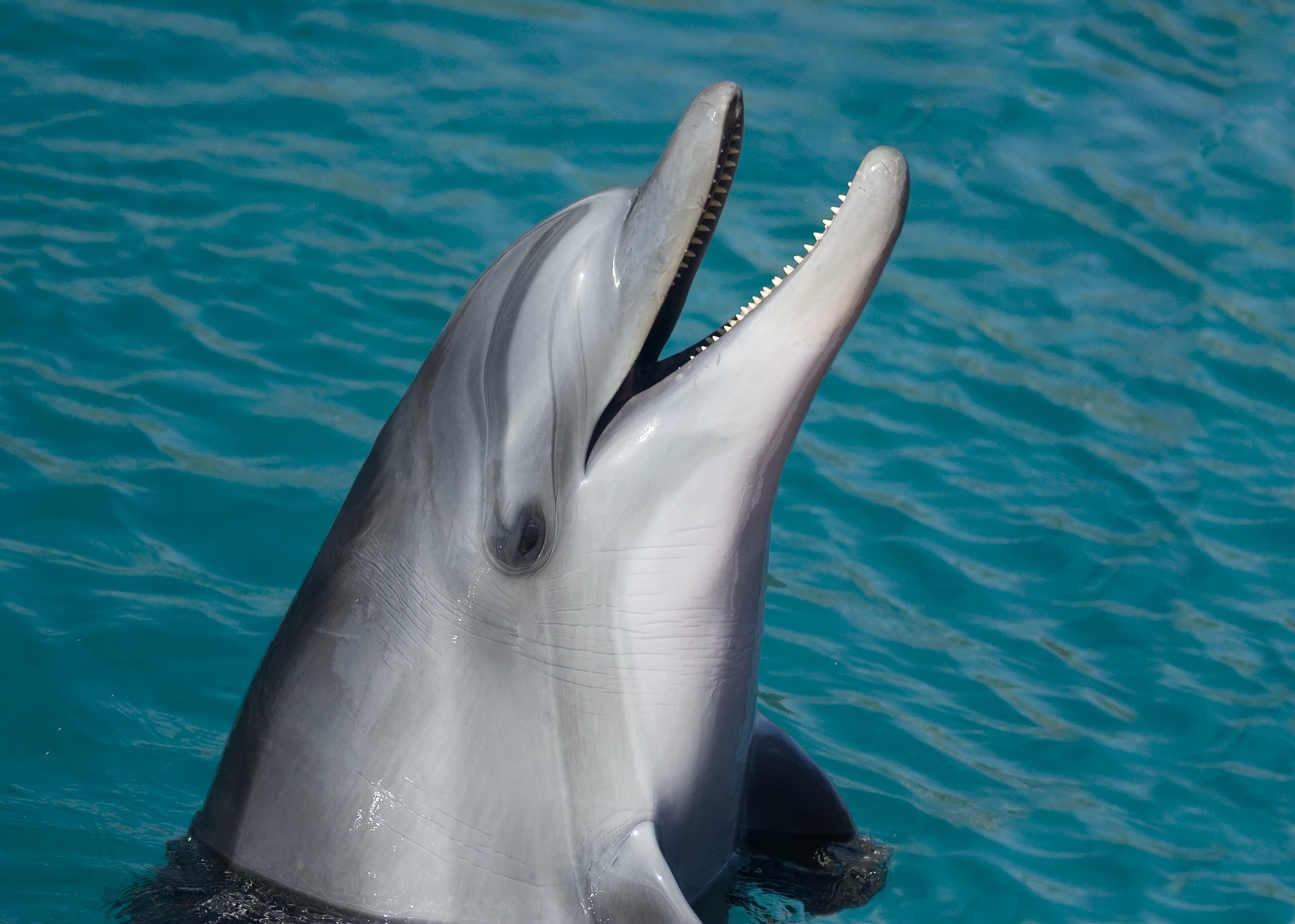 Dolphin show Trip in Sharm El Sheikh