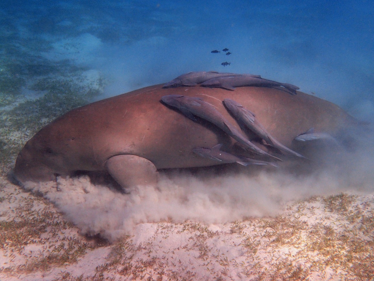 Marsa alam : Day diving by boat