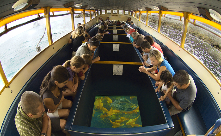 Glass Bottom Boat from Sharm El Sheikh port