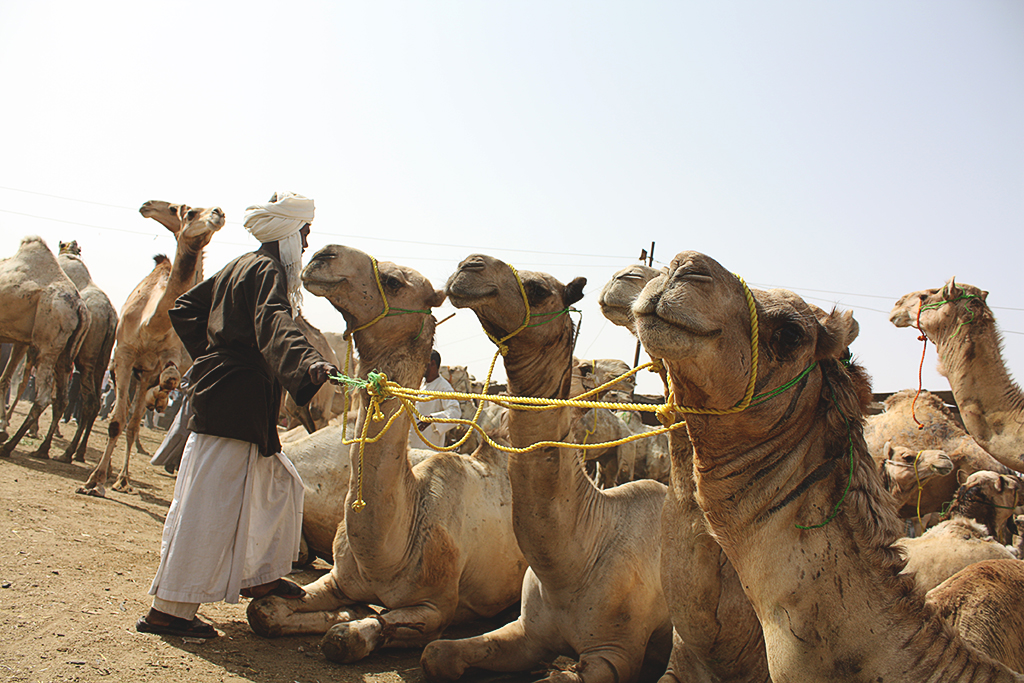 Tour to Camel Market of Birqash