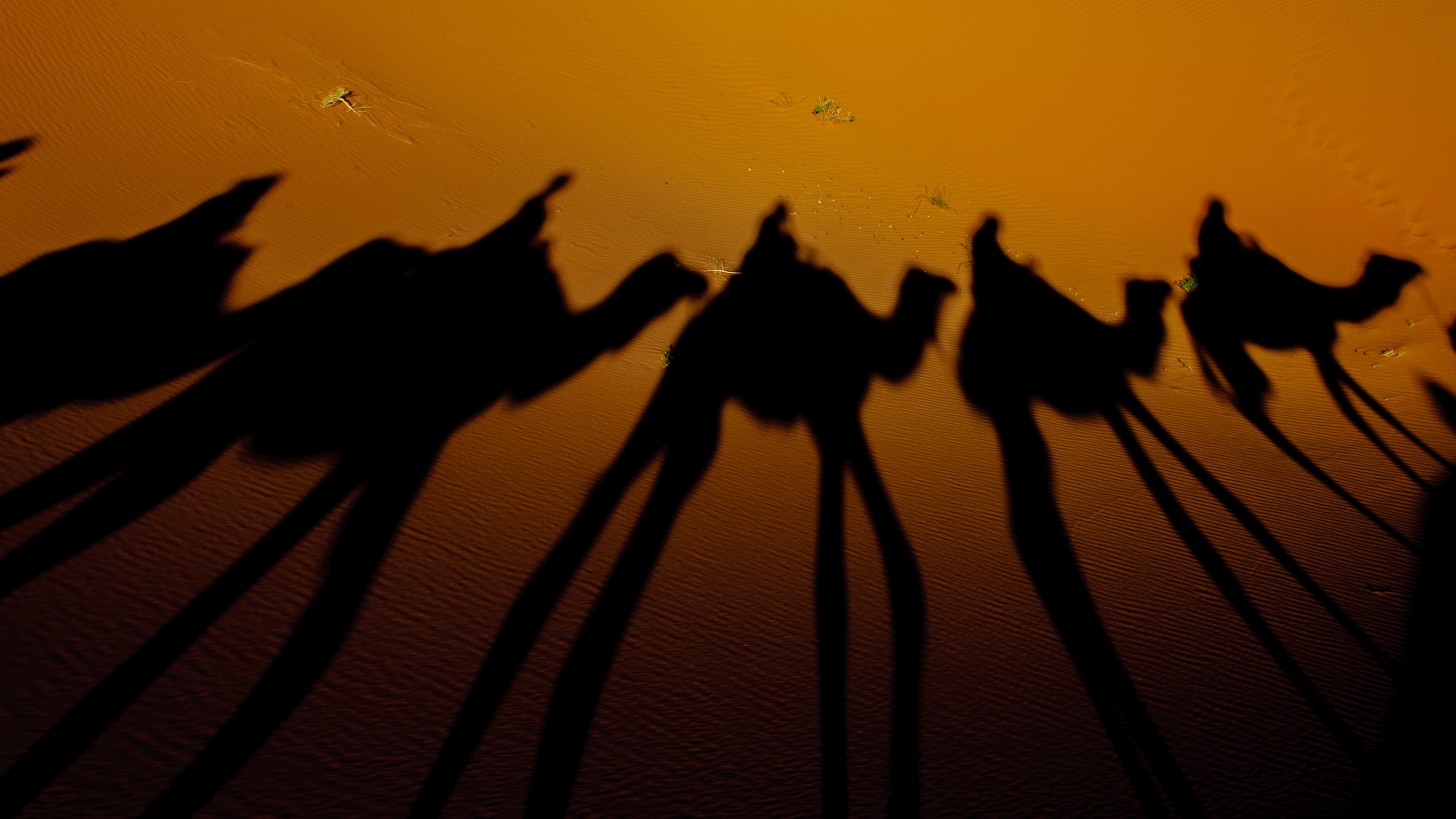 Camel Safari in daylight in Sharm El Sheikh
