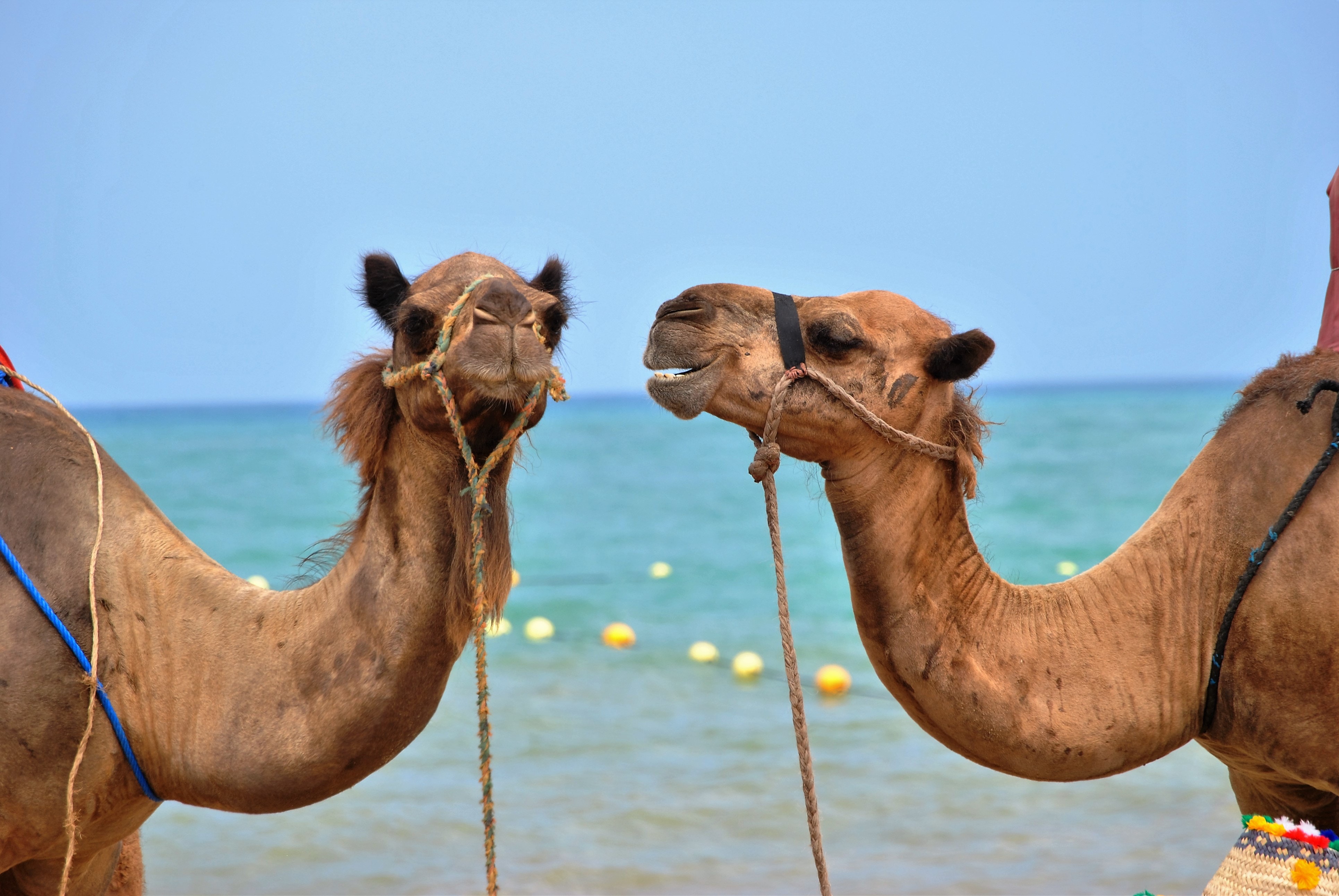 Safari Abu Galum, Snorkeling at Blue Hole Dahab from Sharm el Sheikh