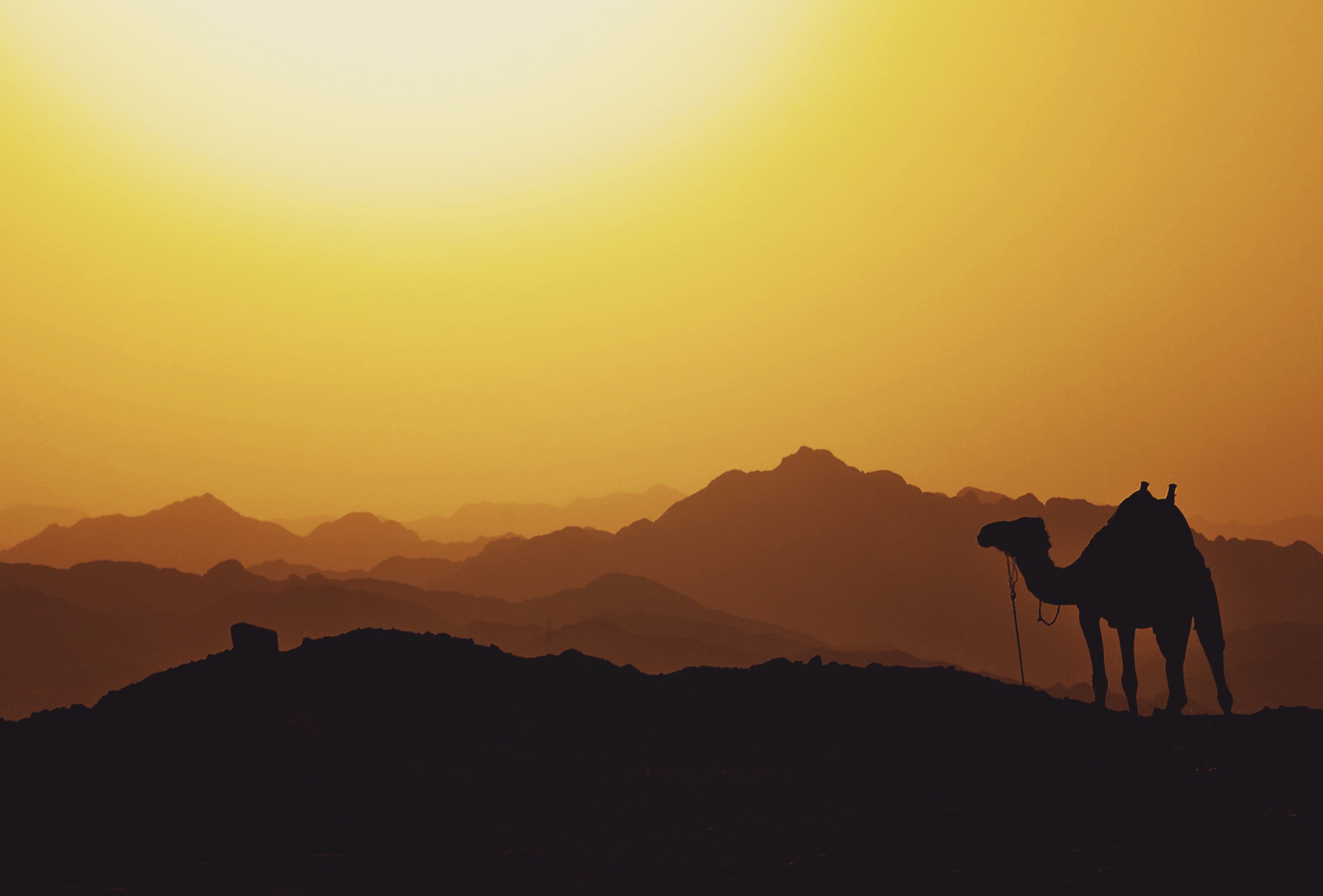 Super Safari 5x1 |Camel, Quad,Bedouin dinner&Star Gazing Show