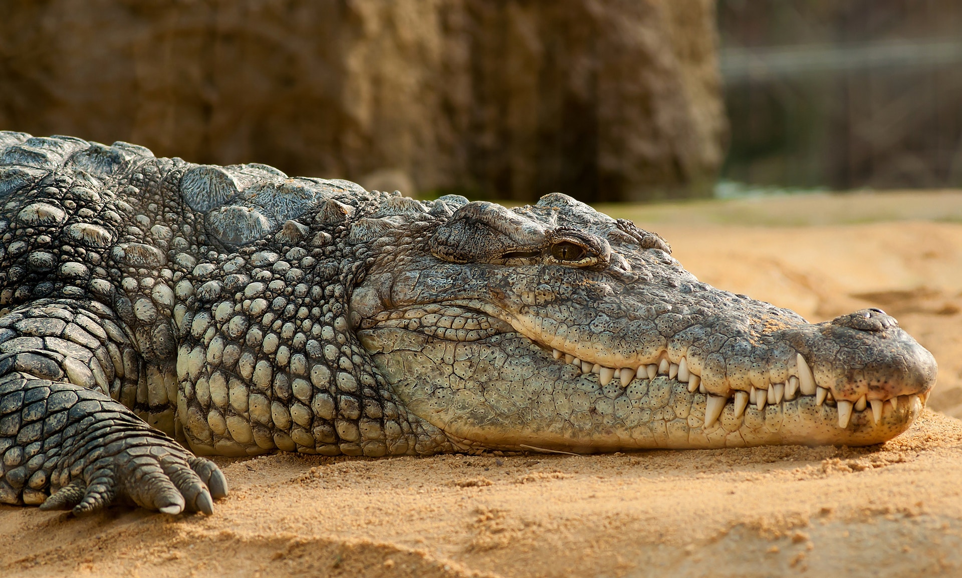 Meet Nile Crocodiles special tour