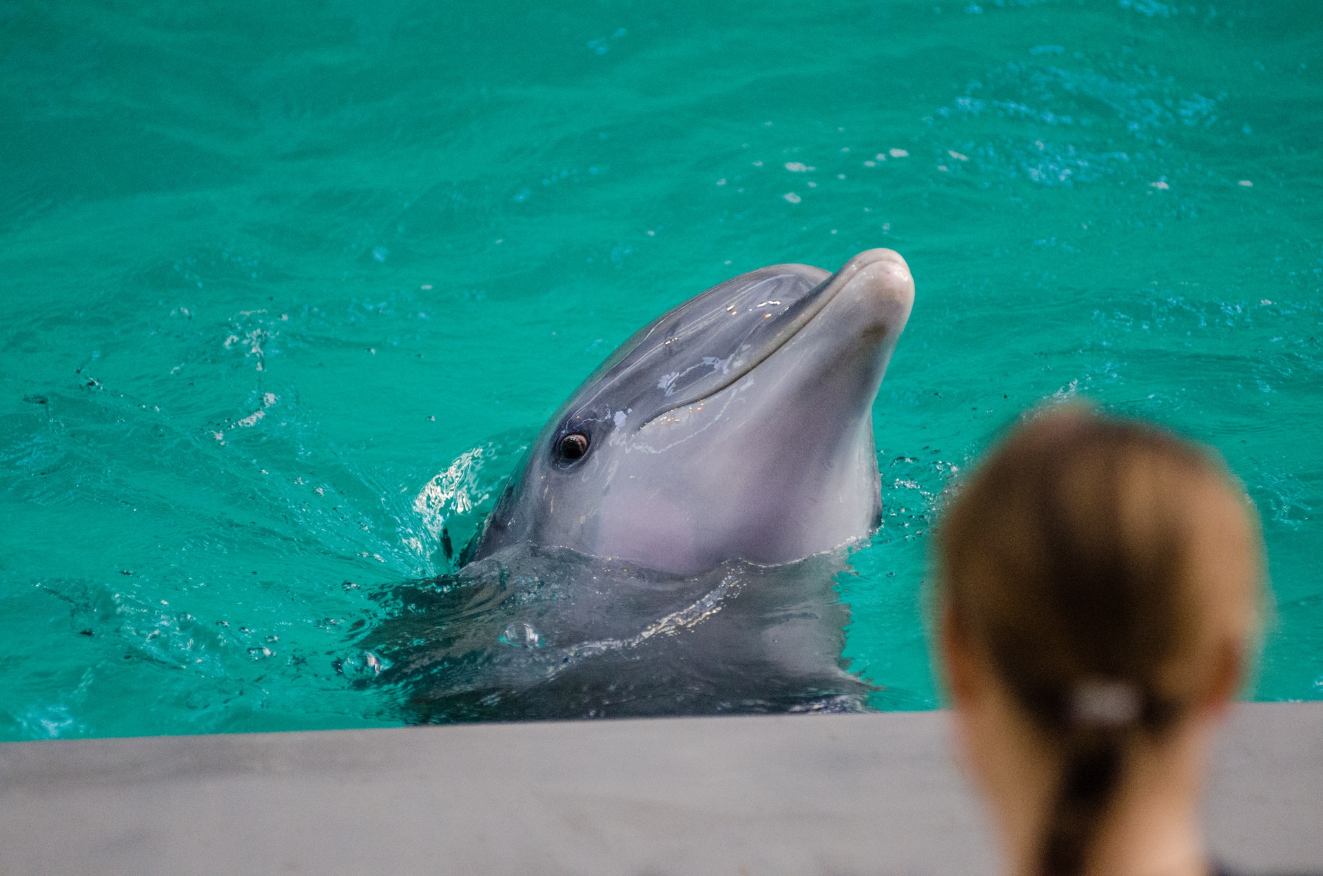 Trip Swimming with Dolphins in Sharm el Sheikh