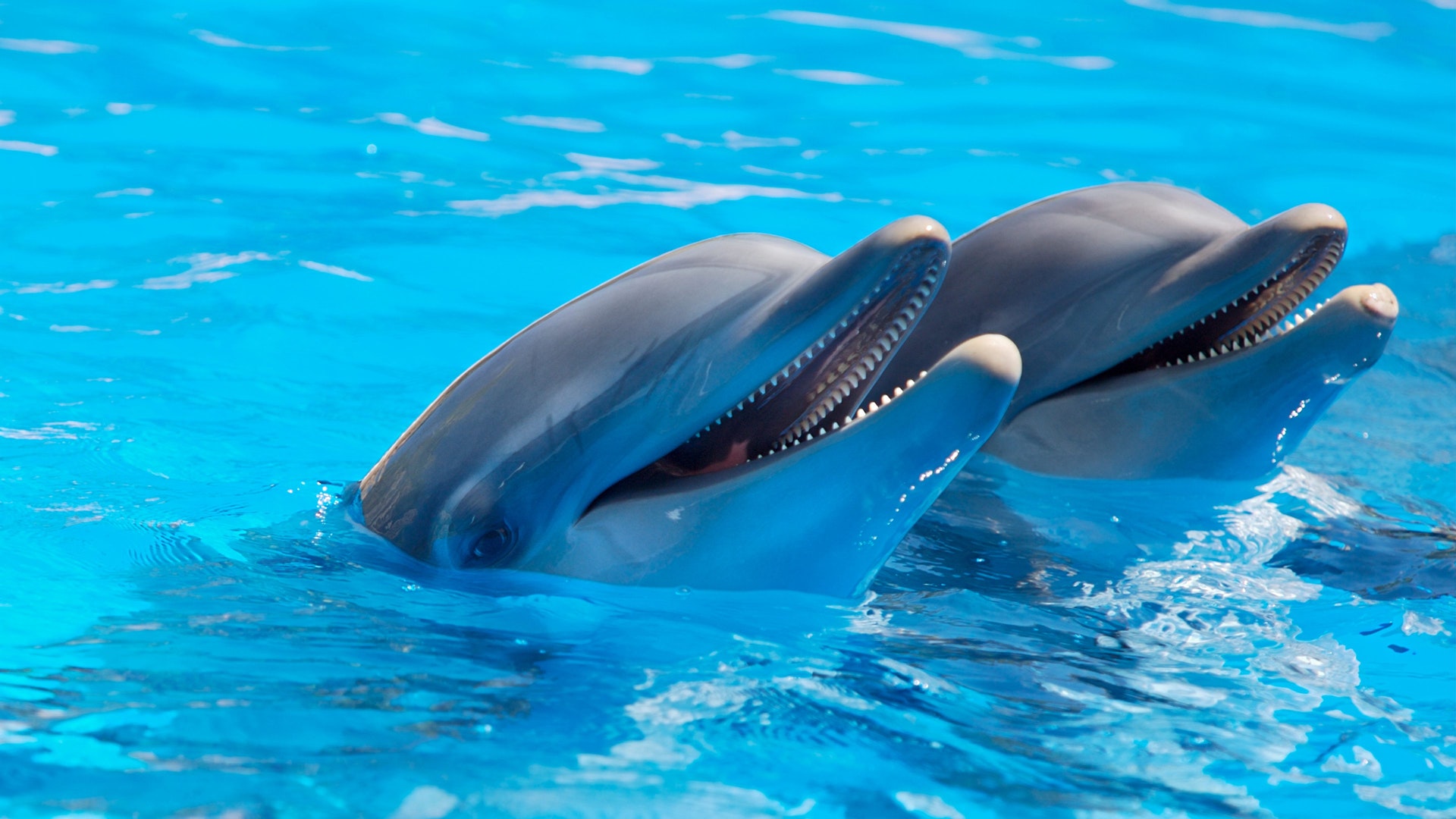 Swimming with Dolphins House from el gouna