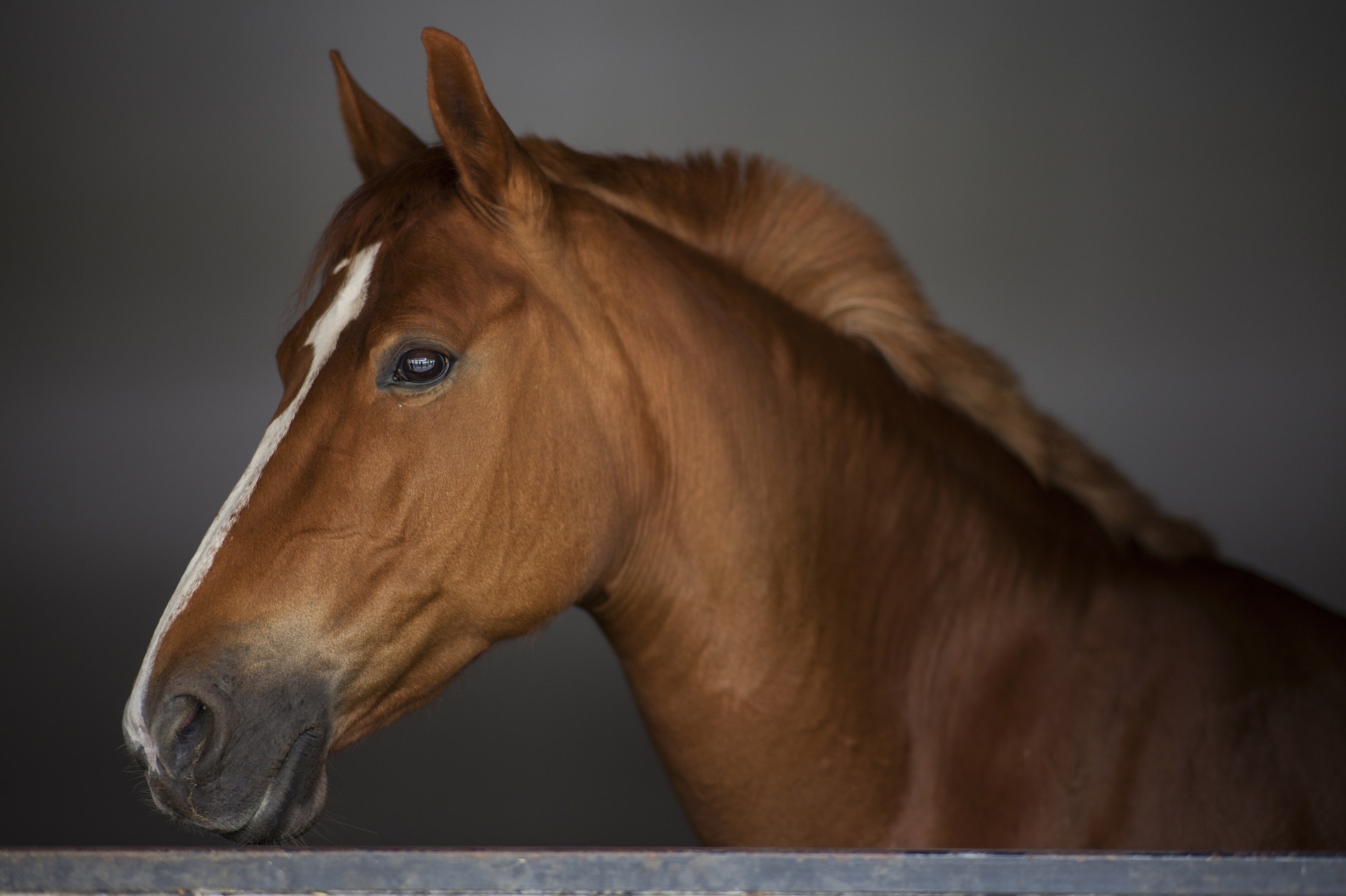 Horse Riding Tours in Sharm El Sheikh