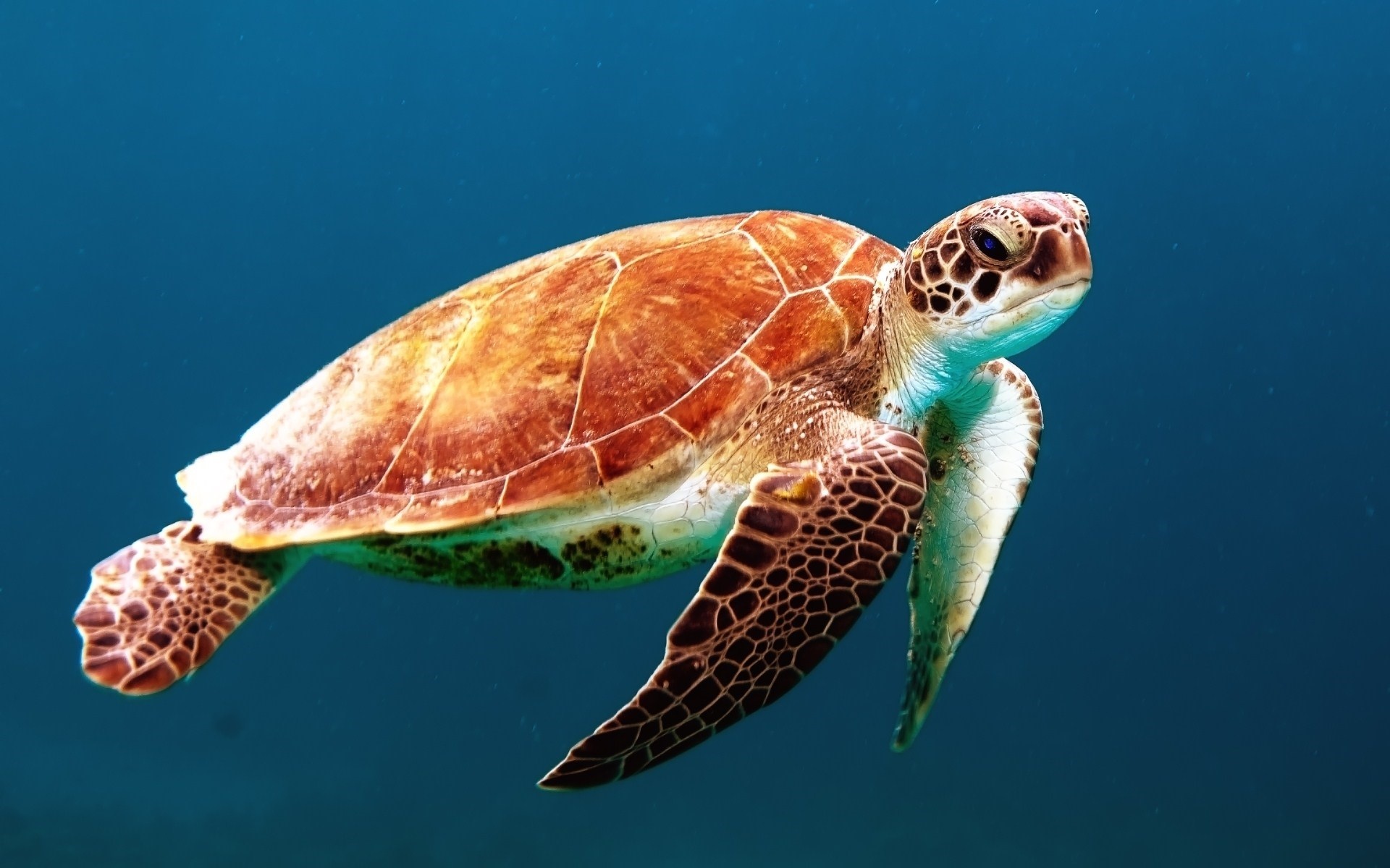 Snorkeling Port Ghalib