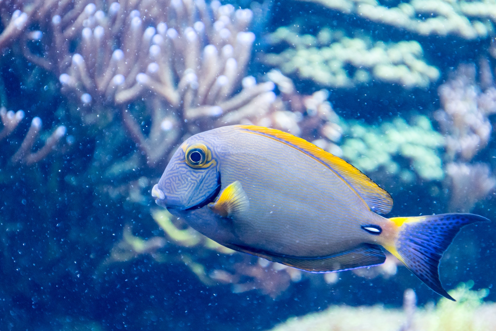 Day diving from El Gouna by boat