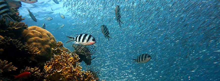 Semi Submarine Tour from Sharm El Sheikh port