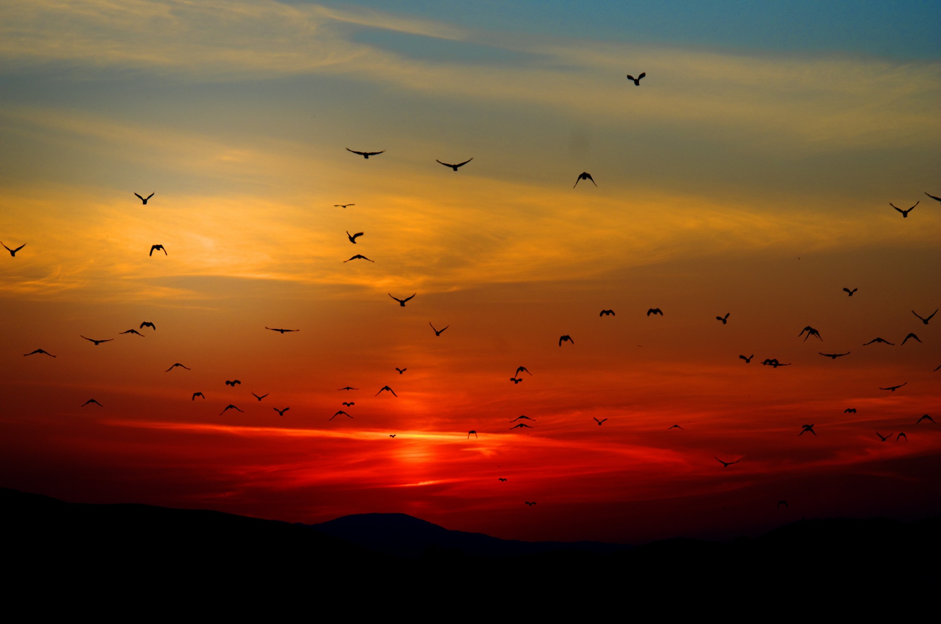 Fayoum bird watching day trip