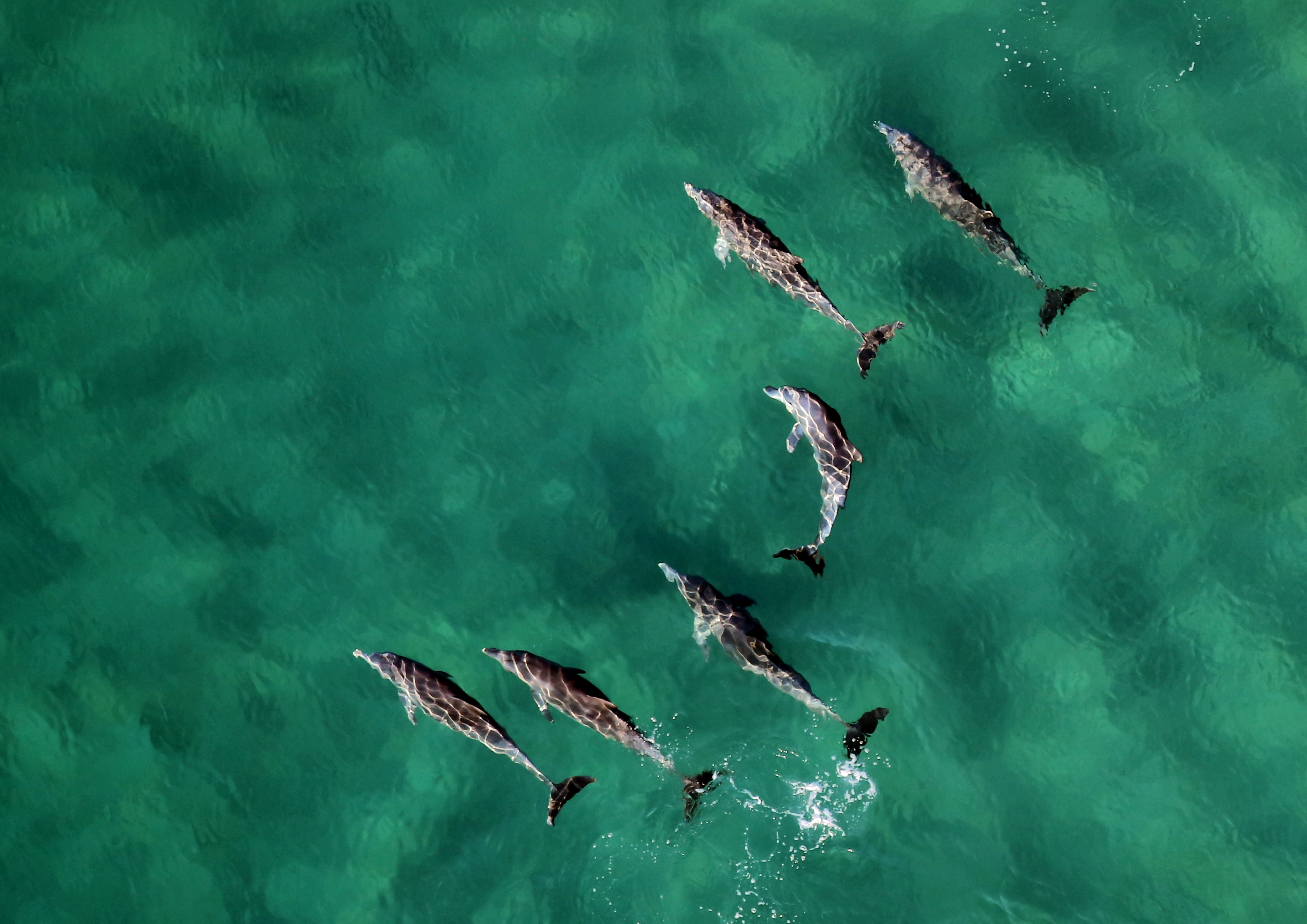 Dolphin House Snorkeling at Marsa Alam